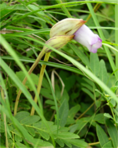 ナンバンギセル（南蛮煙管）