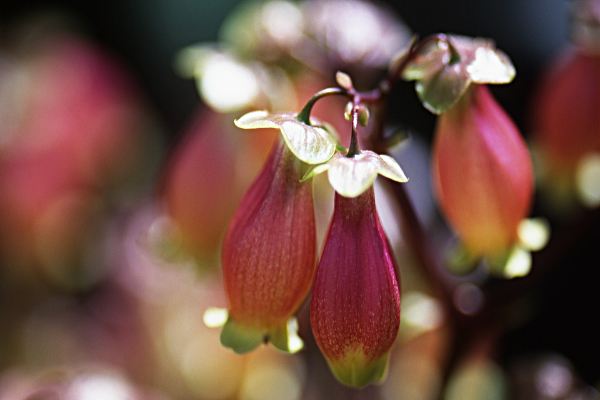 エンゼルランプ