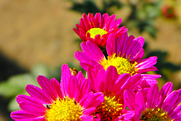 カンギク（寒菊）