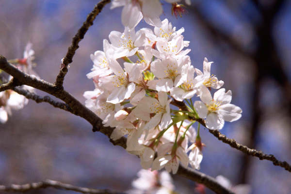 サクラ（桜）