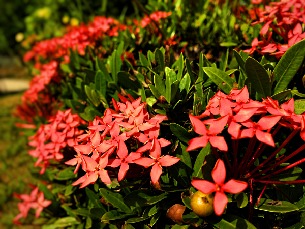 サンタンカ（山丹花）