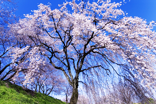 シダレザクラ（枝垂桜）