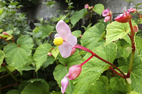 シュウカイドウ（秋海棠）