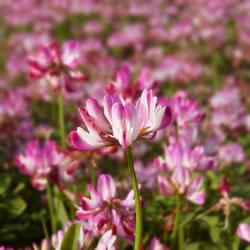 春の野の花