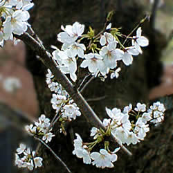 桜咲く