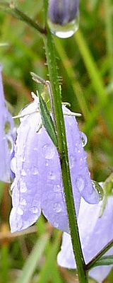 運び雨の跡