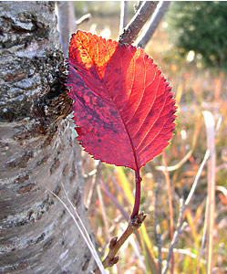 桜紅葉