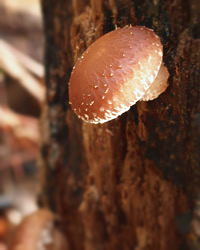 その名は、椎茸男