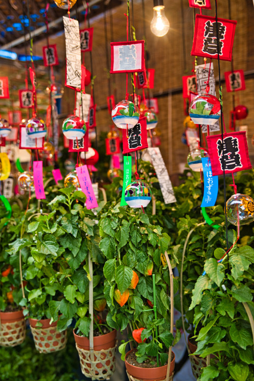 浅草浅草寺のホオズキ市