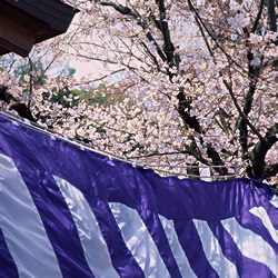 花見