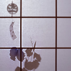 朝顔