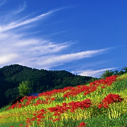 彼岸花と秋の空