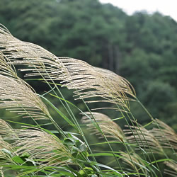 薄