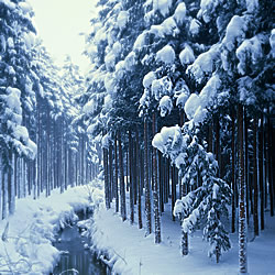 雪と木立