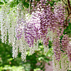 藤の花