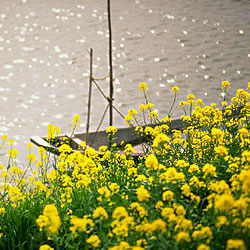 菜の花と春の河