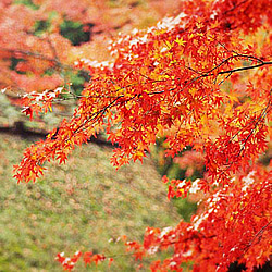 紅葉