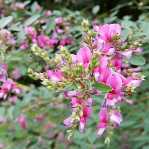 萩の花